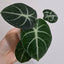[Bare-root]Alocasia reginula 'Ninja' 忍者觀音蓮 [Wishlist]