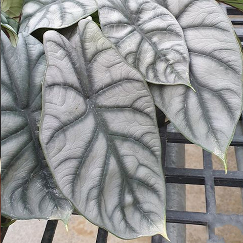 [Bare-rooted]Alocasia 'Silver Dragon' 銀龍觀音蓮[Dec Preorder]