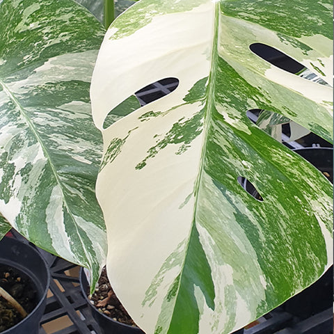 [Bare-rooted]Monstera deliciosa var borsigiana 'Albo' 日本白斑龜背芋[Dec Preorder]