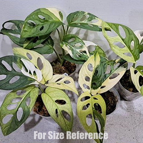 [Bare-rooted]Monstera adansonii Variegated 出藝洞洞龜背芋[Dec Preorder]