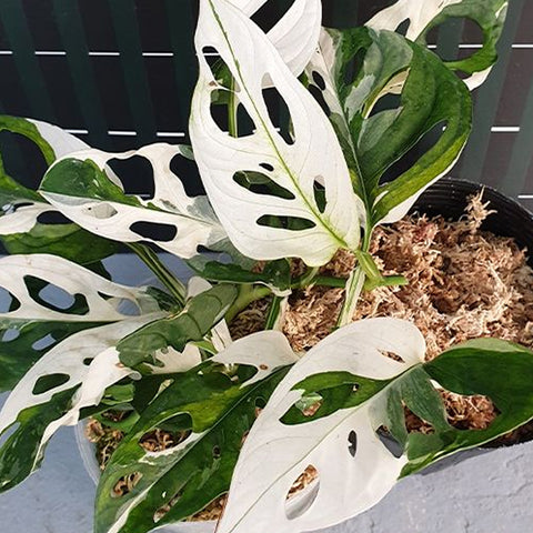 [Bare-rooted]Monstera adansonii Variegated 出藝洞洞龜背芋[Dec Preorder]