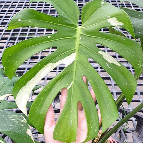 [Bare-rooted]Monstera deliciosa 'Thai Constellation' 泰國黃斑龜背芋[Dec Preorder]