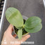 [Bare-root]Phal. San-Ho Chanel 香奈兒[Wishlist]