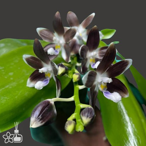 [Bare root]Phal. tetraspis coffee ‘Dark Roast‘ 盾花黑咖啡 [Wishlist]