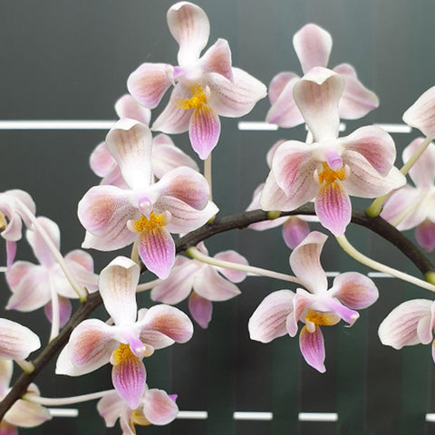 [Bare root]Phalaenopsis Cellinde 林登 × 蘇拉威西 [Dec Preorder]