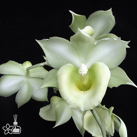 [Bare-root]Catanoches Jumbo Chastity 'Jumbo Orchids'無暇[Dec Preorder]