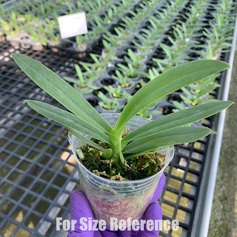 [Bare-root]Phal. pulcherrima var. coerulea splash 矛舌蝴蝶藍變種[Dec Preorder]