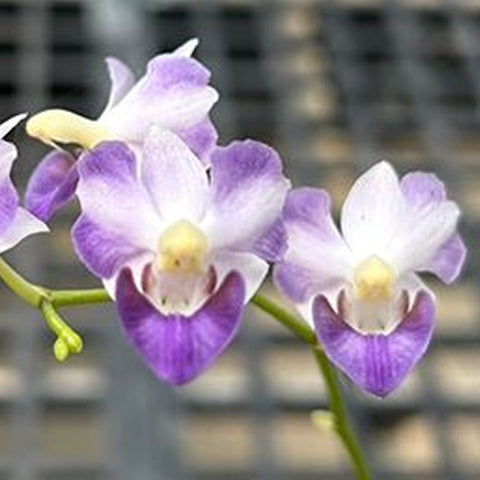 [Bare-root]Phal. pulcherrima var. coerulea splash 矛舌蝴蝶藍變種[Dec Preorder]