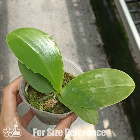 [Bare root]Phal. Zheng Min Jacaranda 'Yungho' 傑克倫德 '永和' [Wishlist]