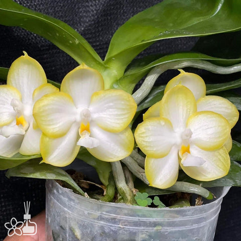 [Bare root]Phal. Yaphon Gelacea ‘ Green’ 綠膠 [Wishlist]