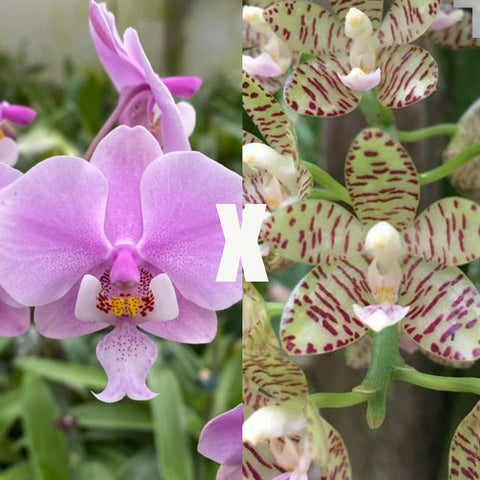 [Bare root]Phal. Schillerikapu 西卡普 [Wishlist]