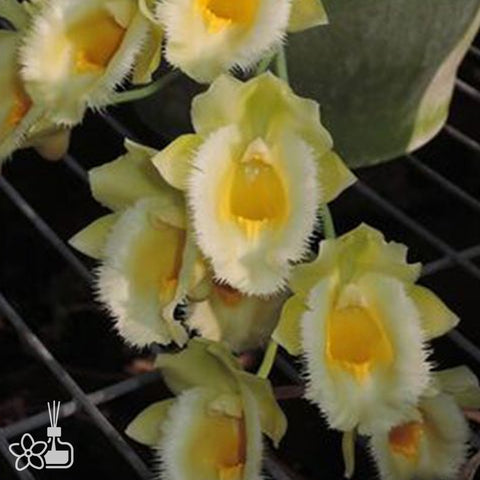 [Bare-root]Clowesetum Wyche's Bumble Bee 'Jumbo Orchids' BM/JOGA 大黃蜂[Dec Preorder]