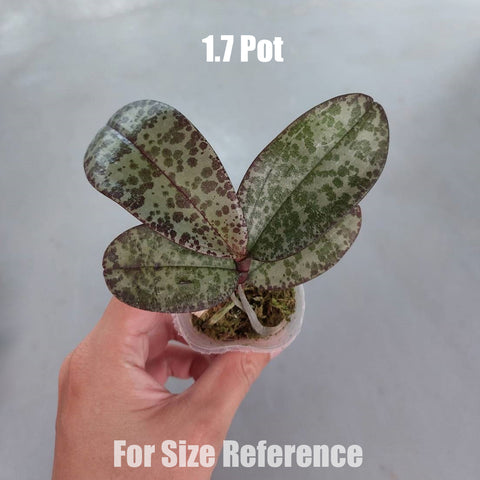 [Bare root]Phal. celebensis × sib 蘇拉威西兄弟交[Dec Preorder]