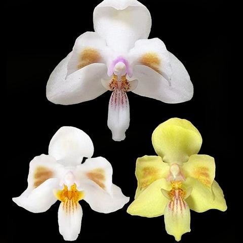 [Bare root]Phal. celebensis × sib 蘇拉威西兄弟交[Dec Preorder]