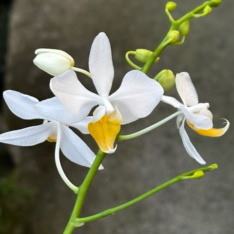 [Bare root]Phal. intermedia 'Yellow Lip'黃唇美蒂亞 [Wishlist]