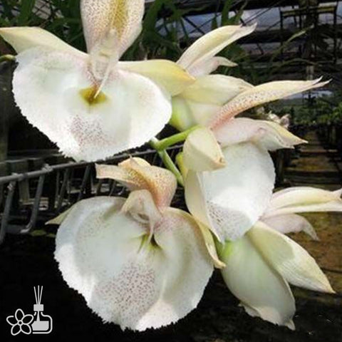 [Bare-root]Catasetum pileatum 'Red Pena' HCC/AOS 紅佩納[Dec Preorder]