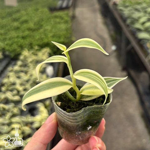 [Bare-root]Vanilla planifolia 'Albo-Variegata' 白斑葉香莢蘭[Dec Preorder]