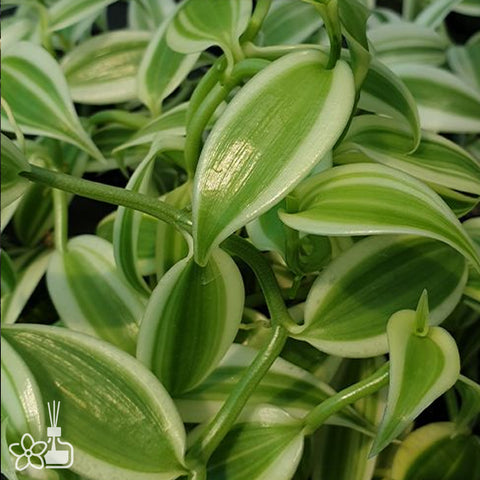 [Bare-root]Vanilla planifolia 'Albo-Variegata' 白斑葉香莢蘭[Dec Preorder]