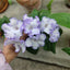 [Bare-root] Streptocarpus 'DS-Little Man(2004)DS-2004小男孩堇兰 [Wishlist]