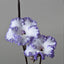 [Bare-root] Streptocarpus 'DS-Little Man(2004)DS-2004小男孩堇兰 [Wishlist]