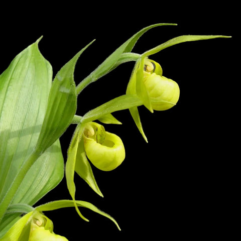[Rhizome] #TO# Cyp. henryi [2.4" 1Gr BS][Oct in stock 26]