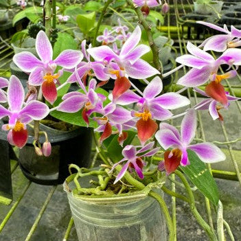 Phal. equestris Orange x sib