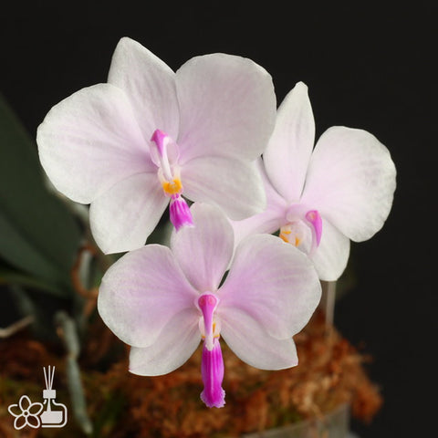 Phalaenopsis lowii 洛氏蝴蝶蘭