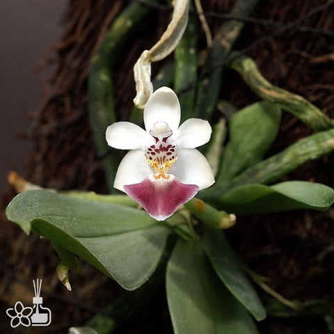 Phalaenopsis parishii 柏氏蝴蝶蘭