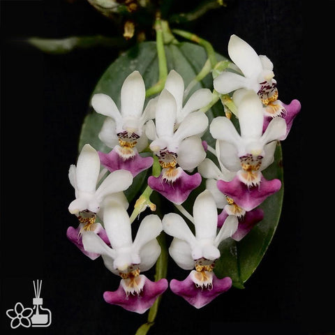 Phalaenopsis parishii 柏氏蝴蝶蘭
