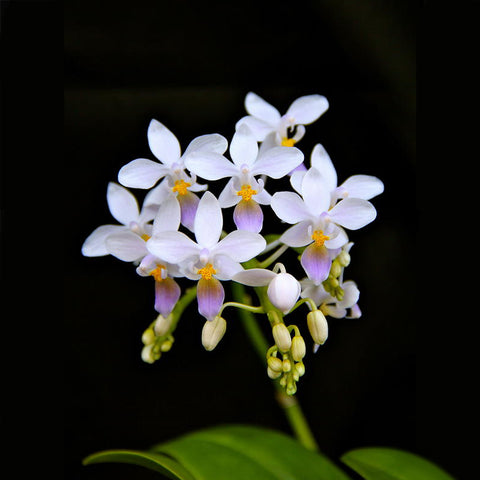 Phalaenopsis equestris coerulea 藍姬蝴蝶