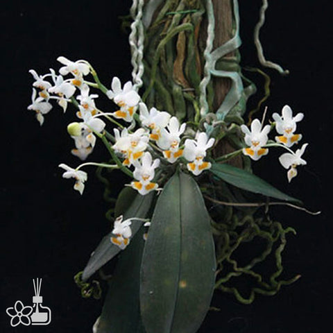 Phalaenopsis gibbosa	囊唇蝴蝶蘭