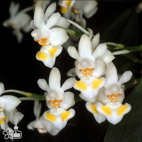 Phalaenopsis gibbosa	囊唇蝴蝶蘭