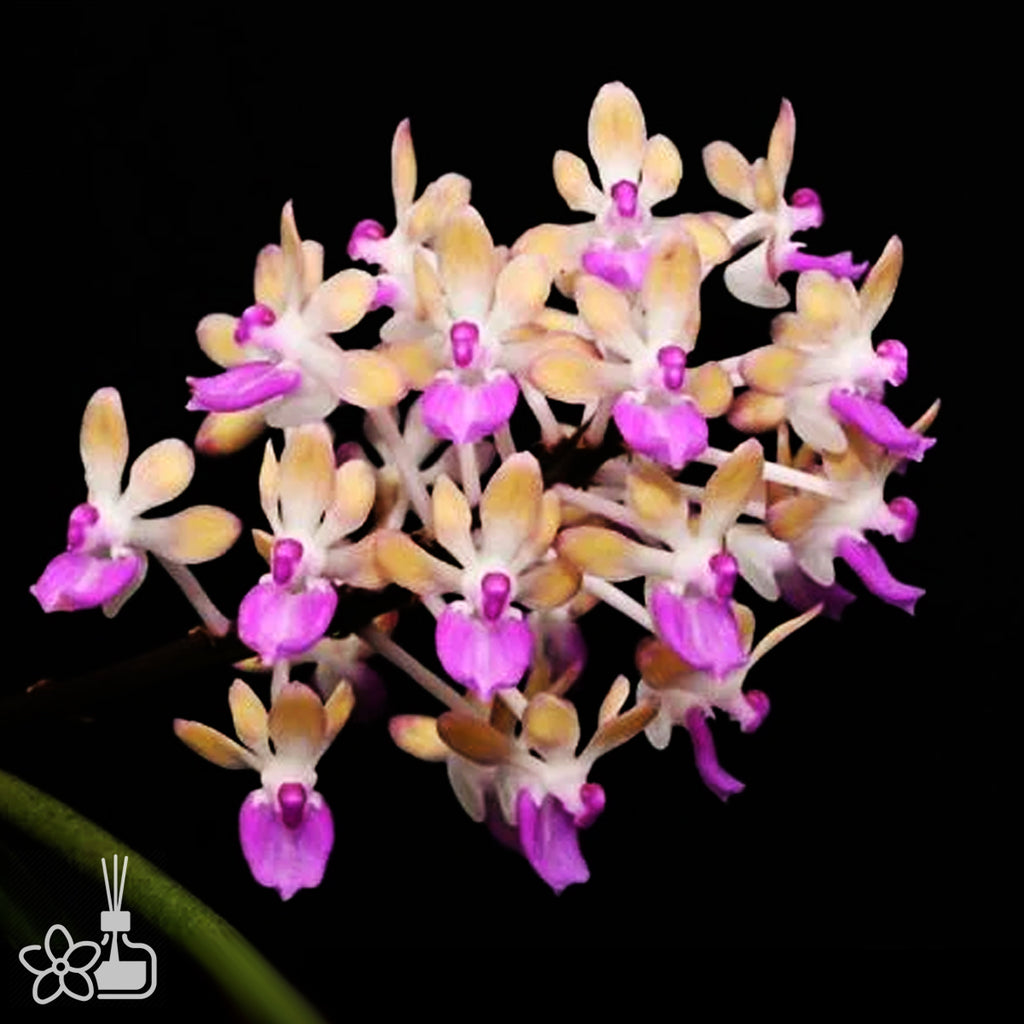 Seidenfadenia mitrata yellow 黃花棒葉指甲蘭 – Orchidmart