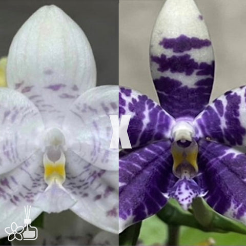[Bare-Root]Phal. Jamboree Blossom x Lioulin Blue Parrot 藍色慶典[May Preorder]
