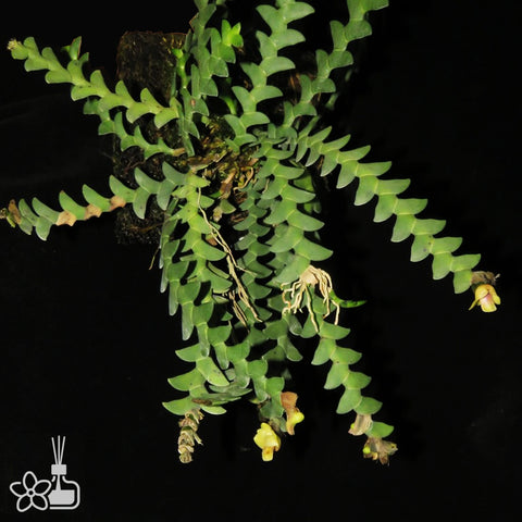 Dendrobium leonis 狮子石斛