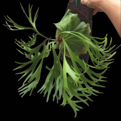 Platycerium kitshakood thin leaf 細葉亞皇鹿角蕨