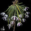 [Bare-root]Leptotes bicolor 棒葉蘭 [Wishlist]