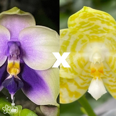 [Bare-Root]Phal. bellina blue x Mituo White Tiger 虎貝[May Preorder]