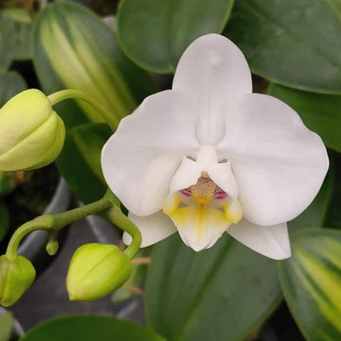 Phalaenopsis amabilis (Inner Variegated) 阿嬤內藝