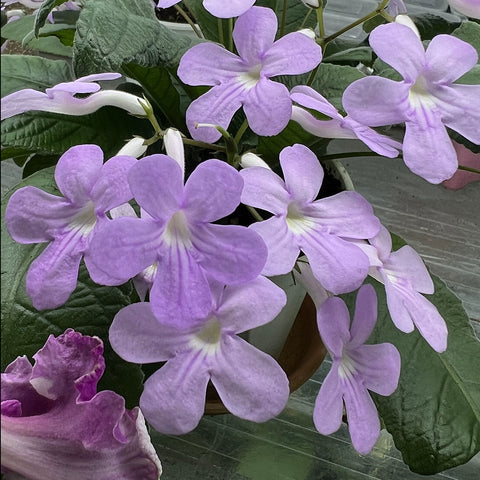 [Bare-root] Streptocarpus 'Goria' 粉流星/粉陨星 [Wishlist]