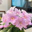 [Bare-root] Streptocarpus Hannah 粉佳人堇兰 [Wishlist]