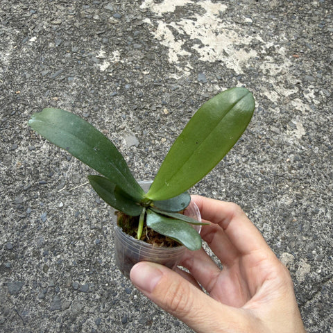 Phal. reichenbachiana