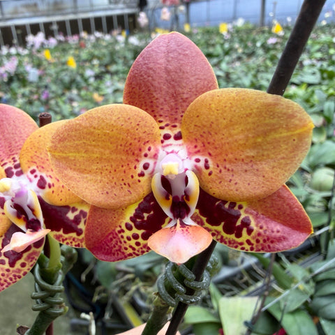 Phal. Zheng Min Anaconda 'CL-01' (Clone)