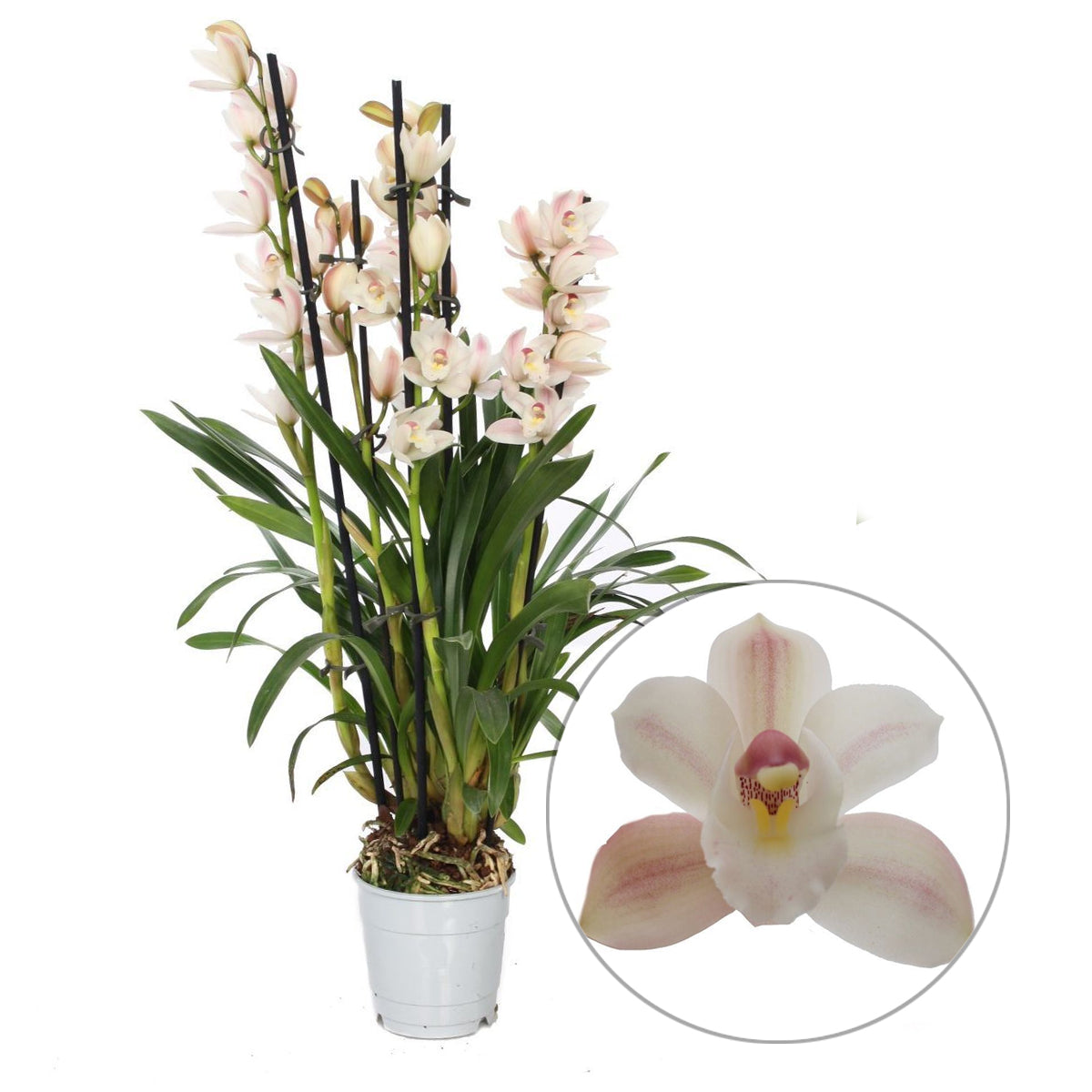Retail Wholesale 25 – Orchidmart