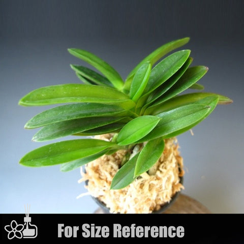 [Bare-root]Neofinetia (V.) falcata 'Tamakongo' 玉金剛[Neo Preorder]