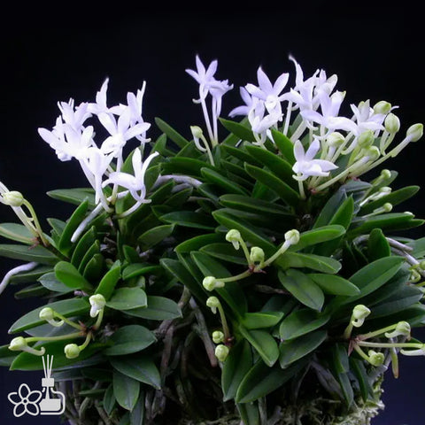 [Bare-root]Neofinetia (V.) falcata 'Kirinmaru' 麒麟丸[Neo Preorder]