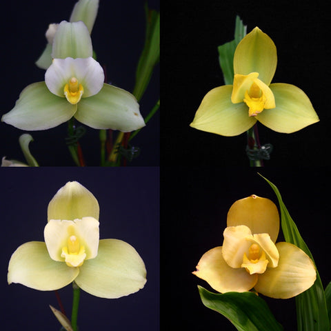 [Bare-rooted]Lyc. Yellow Hybrid L7 捧心蘭黃花 [Feb Preorder]