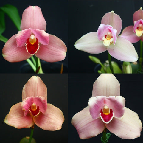 [Bare-rooted]Lyc. Pink Hybrid L6 捧心蘭粉花 [Feb Preorder]