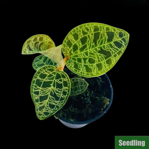 [Bare-root]Macodes petola Seedling[Jewel Preorder]