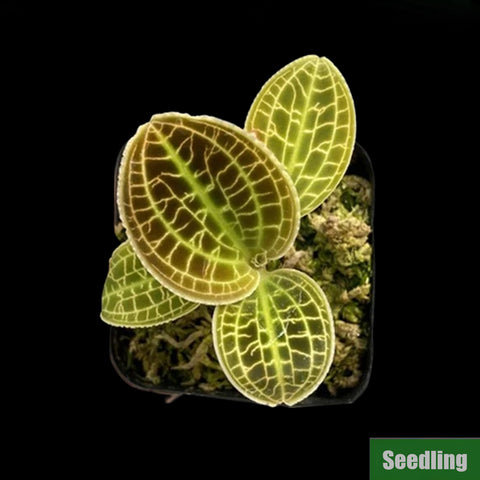 [Bare-root]Macodes sanderiana Seedling[Jewel Preorder]